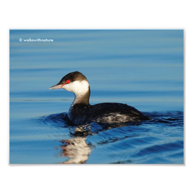 Foto Perfil de um Grebe Corado (Frente)