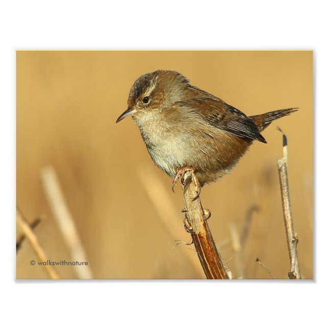 Foto Perfil de uma bela Marsh Wren (Frente)