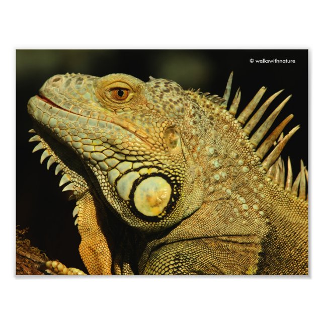 Foto Perfil de uma Iguana Verde (Frente)