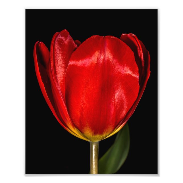 Foto Perfil de uma Tulip Vermelha (Frente)