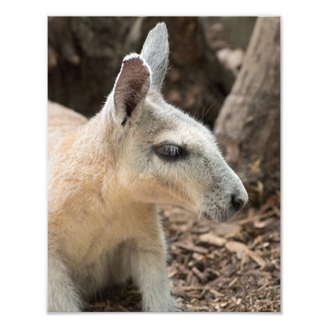 Foto Perfil de Wallaby (Frente)
