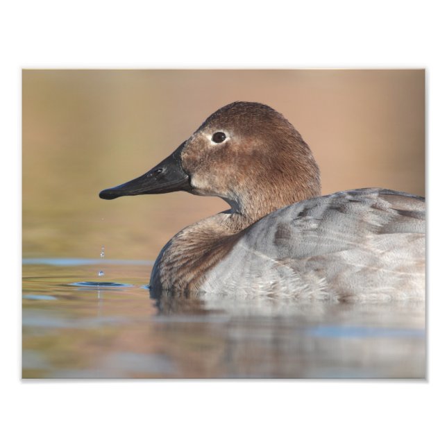 Foto Perfil do pato de Canvasback feminino (Frente)