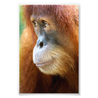 Foto Perfil Orangutan