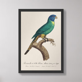 Foto Periquito-arco-íris jovem