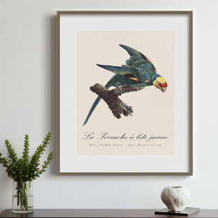 Foto Periquito-da-carolina, Conuropsis carolinensis