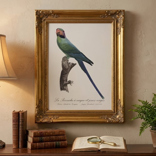 Foto Periquito-de-cauda-longa, Psittacula Longicauda (Long-Tailed Parakeet, Psittacula Longicauda. Photo Print)