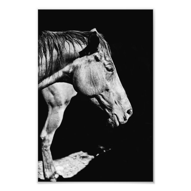 Foto perna do cavalo (Frente)
