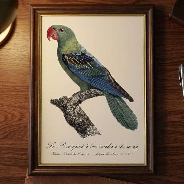 Foto Perroquet a bec couleur cantou / papagaio-Excelent (Great-Billed Parrot, Tanygnathus Megalorynchos. Photo Print)