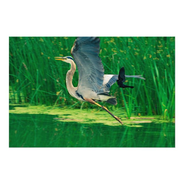 Foto Perseguindo Pássaros (Frente)