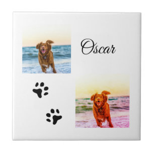 Foto personalizada de animal colorido simples adic