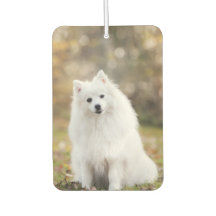 Foto personalizada de cão
