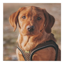 Foto personalizada do cão customizada