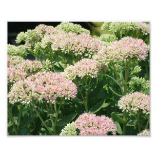 Foto Petais do Autumn Sedum 10x8 Fechar Flor