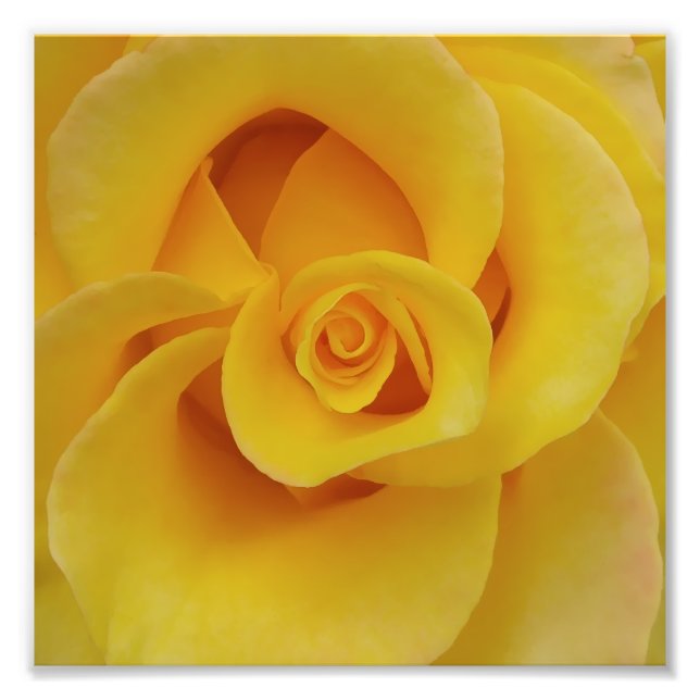 Foto Pétalas de Rosa Amarela Romântica (Frente)