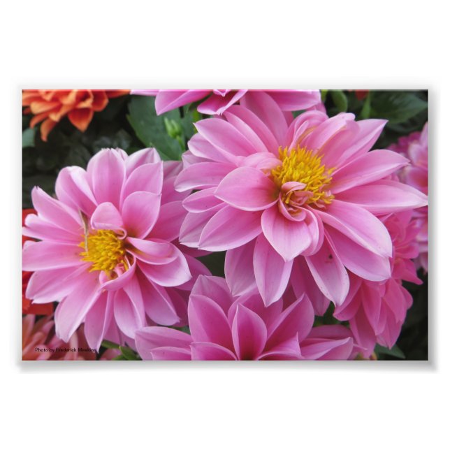 Foto Pétalas Rosa (Frente)