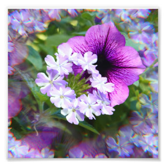 Foto Petunia Purple & White Flowers Impressão de fotogr