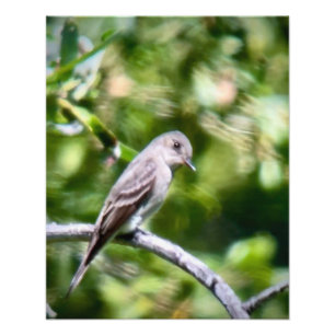 Foto Pewee de madeira ocidental