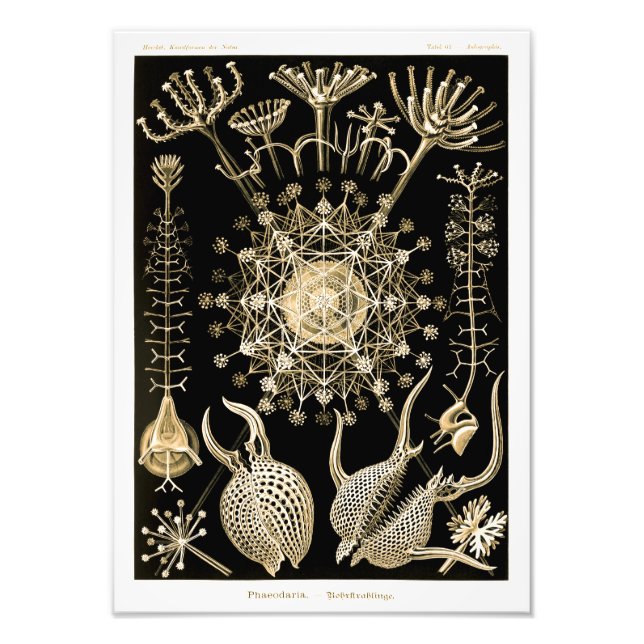 Foto Phaeodaria | 61 Dourado | Ernst Haeckel | (Frente)