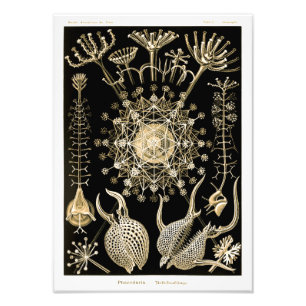 Foto Phaeodaria 61 Ouro Ernst Haeckel