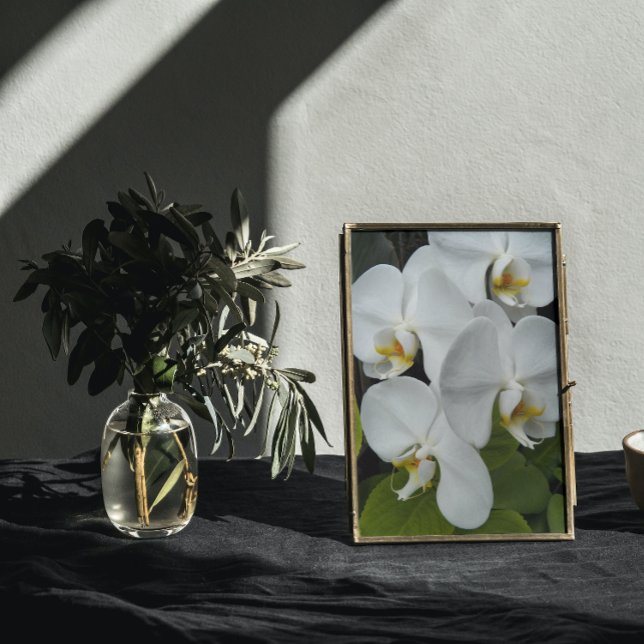 Foto Phalaenopse Branca Orquídeas Bloomias Florais (In Situ Framed)