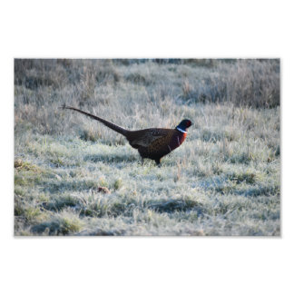 Foto Pheasant 