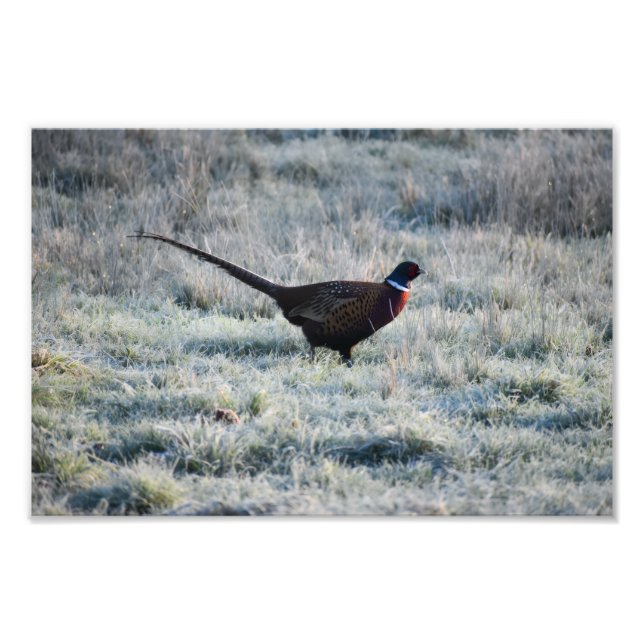 Foto Pheasant  (Frente)
