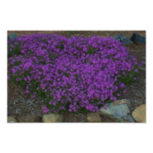 Foto Phlox do rastejamento