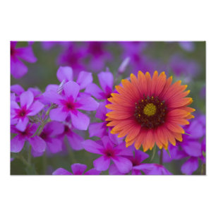 Foto Phlox e Indian Blanket perto de Devine Texas