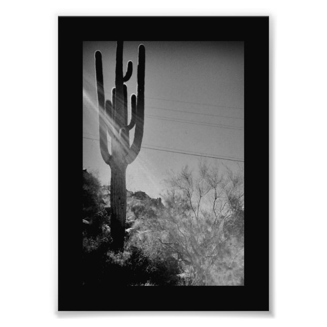 Foto Phoenix Cactus (Frente)