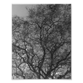 Foto Photo Enlargement