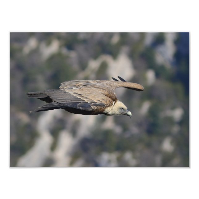 Foto Photo/poster du vautour fauve  (Frente)