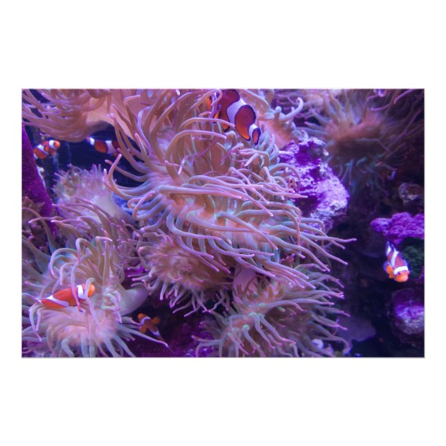 Foto Photograph #Y008 on EXTRA LARGE Poster (Frente)