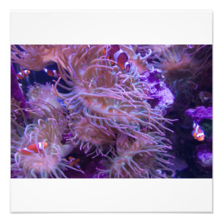 Foto Photograph #Y008 on LARGE Photograph