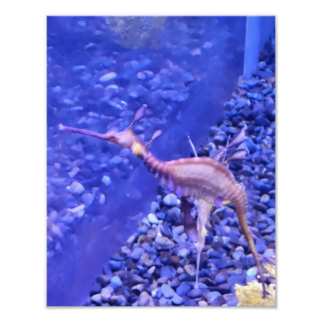 Foto Photograph #Y040 on MEDIUM SIZE Poster (Frente)