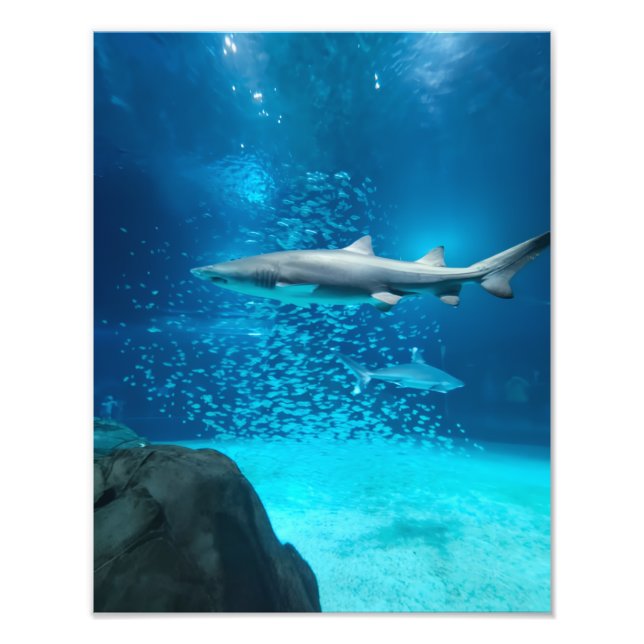 Foto Photograph #Y043 on MEDIUM SIZE Poster (Frente)