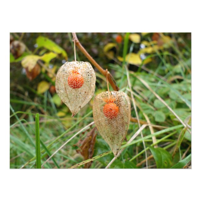 Foto Physalis alkekengi (Frente)
