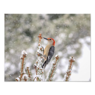 Foto Pica-pau de barriga-vermelha na neve