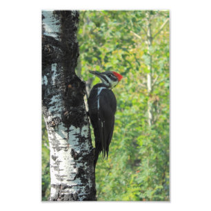 Foto Pica-pau de Pileated