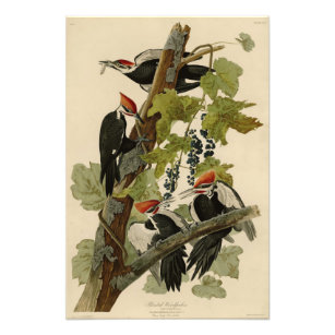 Foto Pica-pau pileado das aves de Audubon da América