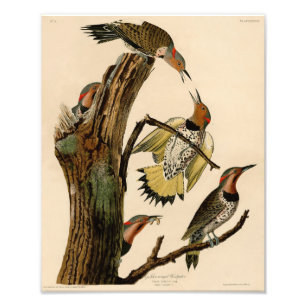 Foto Pica-Pica-Pau Ouro de Ilustração Audubon
