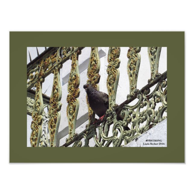 Foto Pigeon on Ironwork (Ironwork) em Old San Juan (Frente)