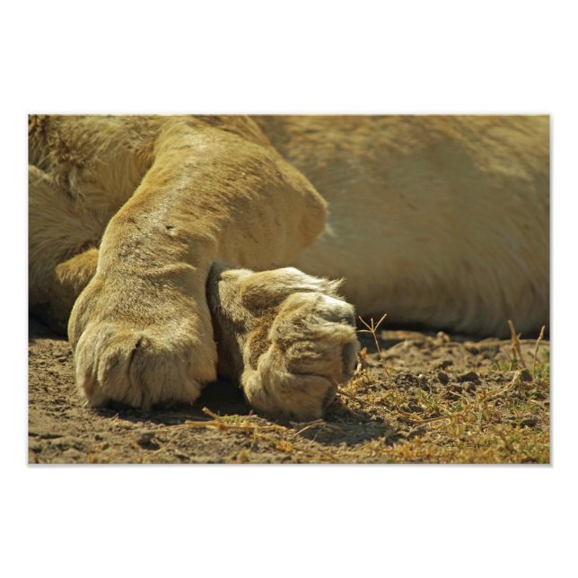 Foto Pinças de leão (Frente)