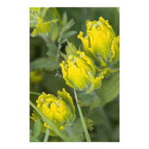 Foto Pincel de Ouro Indiano Castilleja