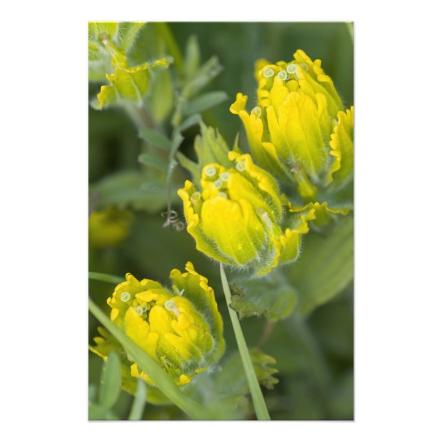 Foto Pincel de Ouro Indiano Castilleja (Frente)
