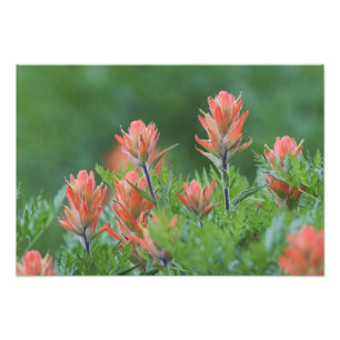 Foto Pincel Indiano, Castilleja miniata, Ouray,