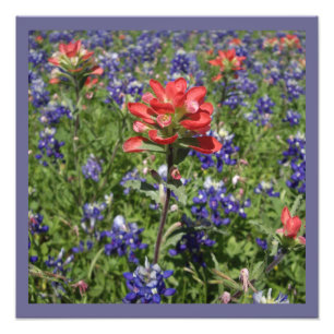 Foto Pincel indiano e Bluebonnets do Texas