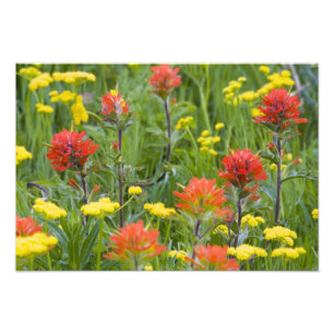 Foto Pincel indiano e flores silvestres de biscuitroot