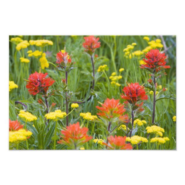 Foto Pincel indiano e flores silvestres de biscuitroot (Frente)