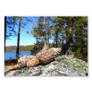 Foto Pine Cones
