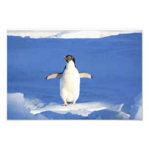 Foto Pinguim Fofo